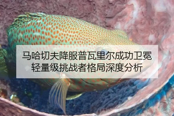 马哈切夫降服普瓦里尔成功卫冕 轻量级挑战者格局深度分析